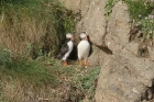 Puffins by Mick Dryden