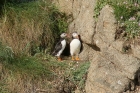 Puffins by Mick Dryden