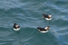 Puffins by Mick Dryden