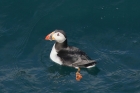 Puffin by Mick Dryden