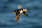 Puffin by Paul Marshall