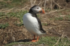 Puffin by Mick Dryden Puffin by Mick Dryden