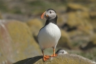 Puffin by Mick Dryden Puffin by Mick Dryden