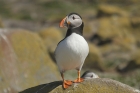 Puffin by Mick Dryden