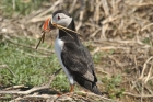 Puffin by Mick Dryden