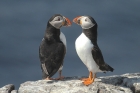 Puffin by Mick Dryden