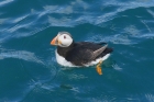 Puffin by Mick Dryden