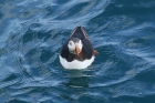 Puffin by Mick Dryden