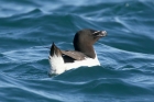 Razorbill by Mick Dryden