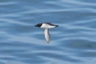 Razorbill by Mick Dryden