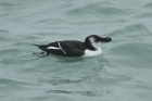 Razorbill by Mick Dryden