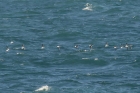 Razorbills by Mick Dryden