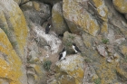 Razorbills by Mick Dryden