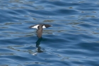 Razorbill by Mick Dryden