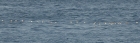 Razorbills by Mick Dryden Razorbills by Mick Dryden