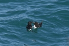 Razorbills by Mick Dryden Razorbills by Mick Dryden