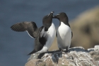 Razorbill by Mick Dryden