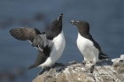 Razorbill by Mick Dryden