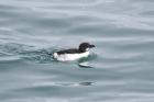 Razorbill by Mick Dryden Razorbill by Mick Dryden