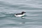 Razorbill by Mick Dryden