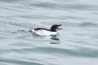 Razorbill by Mick Dryden