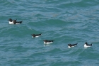 Razorbills by Mick Dryden