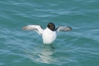 Razorbill by Mick Dryden Razorbill by Mick Dryden