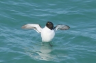 Razorbill by Mick Dryden