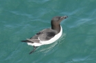 Razorbill by Mick Dryden