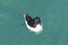 Razorbill by Mick Dryden
