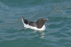 Razorbill by Mick Dryden Razorbill by Mick Dryden