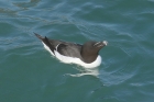 Razorbill by Mick Dryden