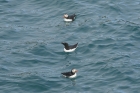 Puffins with Razorbill by Mick Dryden