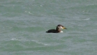 Red-necked Grebe by Tony Wright