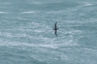 Sooty Shearwater by Mick Dryden