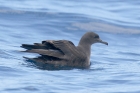 Sooty Shearwater by Mick Dryden Sooty Shearwater by Mick Dryden