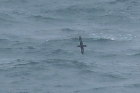Sooty Shearwater by Mick Dryden Sooty Shearwater by Mick Dryden