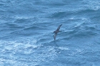 Sooty Shearwater by Mick Dryden Sooty Shearwater by Mick Dryden