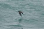 European Storm Petrel by Mick Dryden