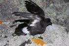 European Storm Petrel by Mick Dryden