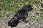 Storm Petrel by Mick Dryden