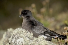 Storm Petrel by Romano da Costa