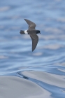 Storm Petrel by Mick Dryden