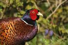 Pheasant by Mick Dryden