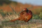 Pheasant by Mick Dryden