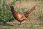 Pheasant by Mick Dryden