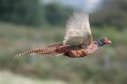 Pheasant by Mick Dryden