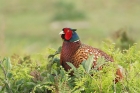 Pheasant by Mick Dryden