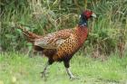 Pheasant by Mick Dryden