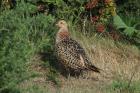 Pheasant by Mick Dryden